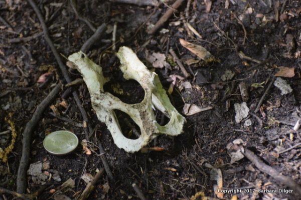 Bone DSC_0492(2)-001