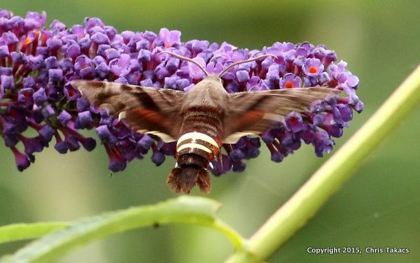 Clear wing