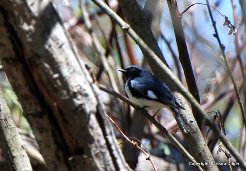 WARBLER, BT BLUE CF 5414DSC_0057_crop