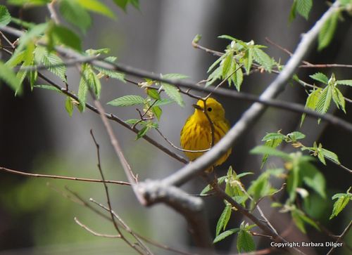 WARBLER, YELLOW CF 5414DSC_0036_crop