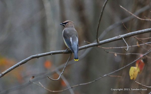 November 18 2015 Celery Farm Cedar Waxwing