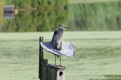 637A8657GreatBlueHeronYoga