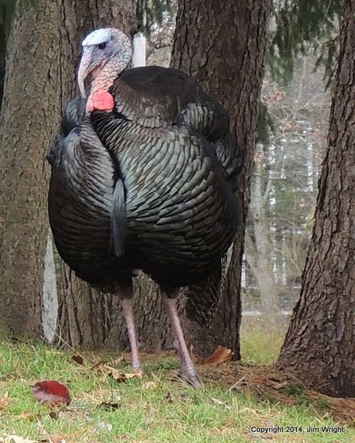 2-Turkeys 1123 JW h