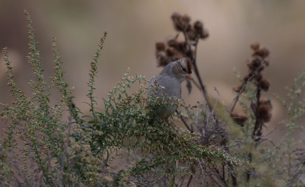 SPARROW  WHITE CROWNED IMMATURE WALDWICK 10 20 18 AAADSC_0746_crop