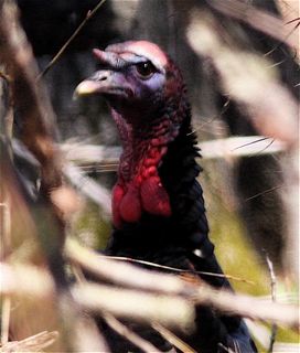 Wild turkey