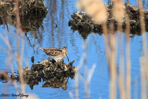 Celery farm snipes 2012 056(1)