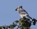 1-IMG_1309