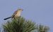 1-IMG_1286-001