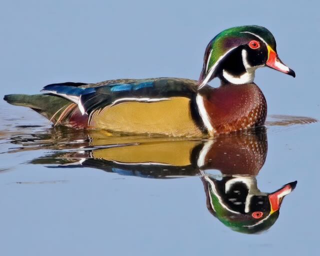 Wood Duck-11x8.5-IX9I7540 -DeNoiseAI-denoise-SAI-stabilize-2162x1440-topazphotoAI-enhance-2.1x
