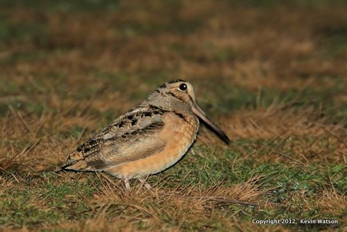 20070325 006 woodcock at cf 1772x1181-1