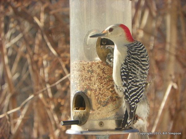 Red bellied woodpecker 2015 002