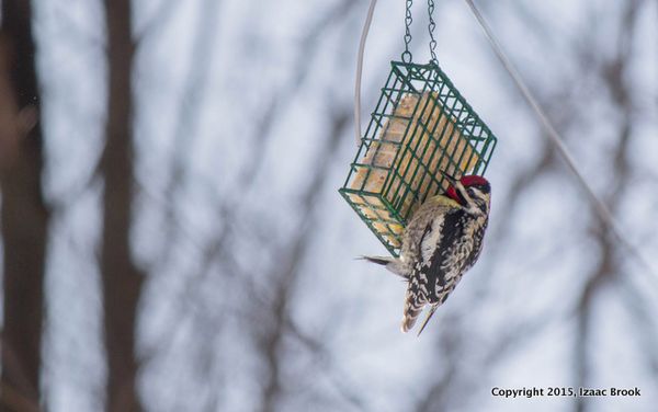 YellowBelliedSapSucker
