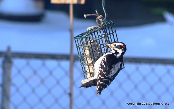 Hairy woodpecker