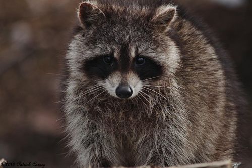 Raccoon1-001