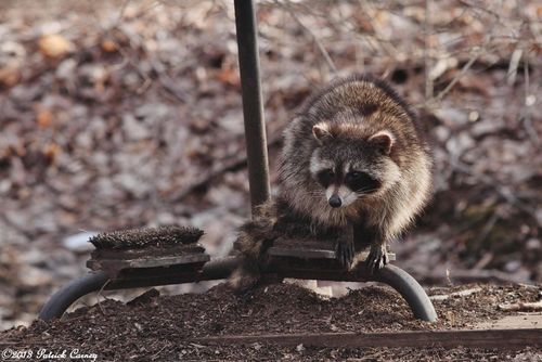 Raccoon3-001