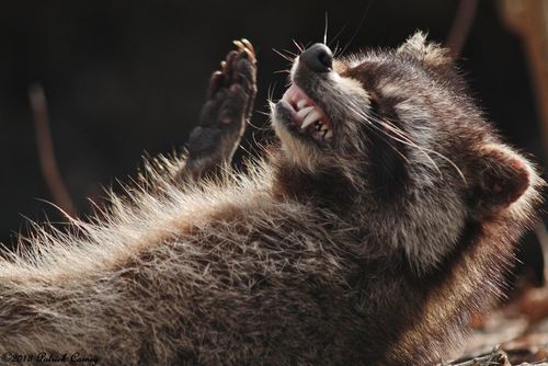 Raccoon2-001