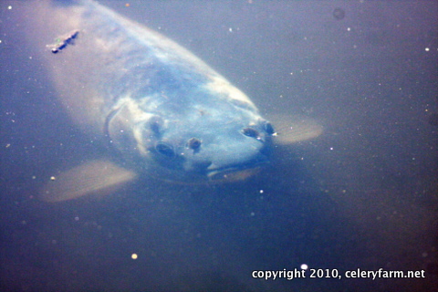 Misguided Fish Monday Morning Mystery Fish - Nature Done Wright