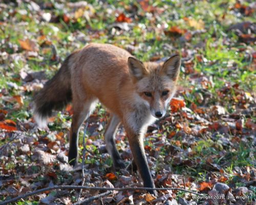 Fresh Fox Fotos! - Nature Done Wright