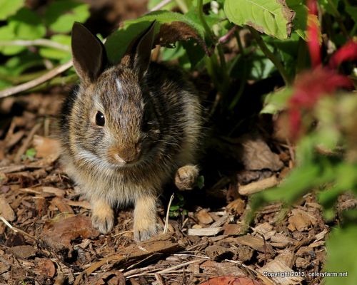 Wascally Rabbit Wascally Wabbit - Nature Done Wright