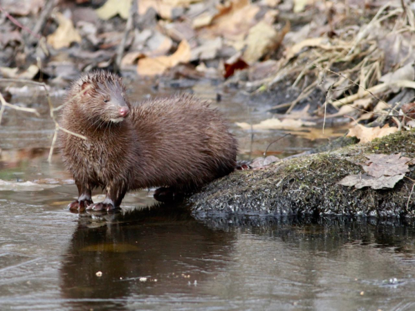 A Little Mink History - Nature Done Wright