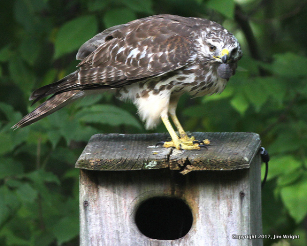 Identifying that Mystery Raptor - Nature Done Wright