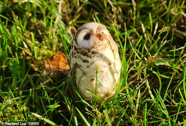 Rachel Lee thought she had discovered an injured baby owl in her mother's garden, but it turned out to be a mushroom