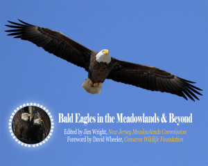 Bald Eagle Cover