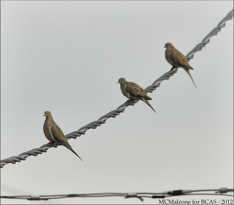 doves3_0092sml