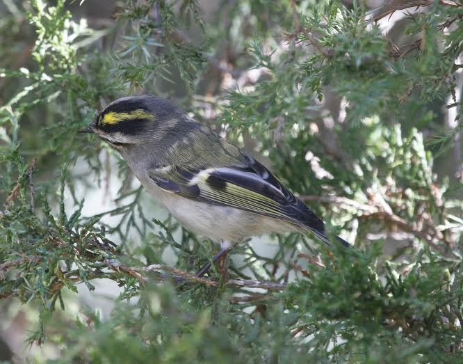 Golden Crowned Kinglet  - Dennis Cheeseman