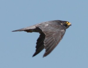peregrine falcon