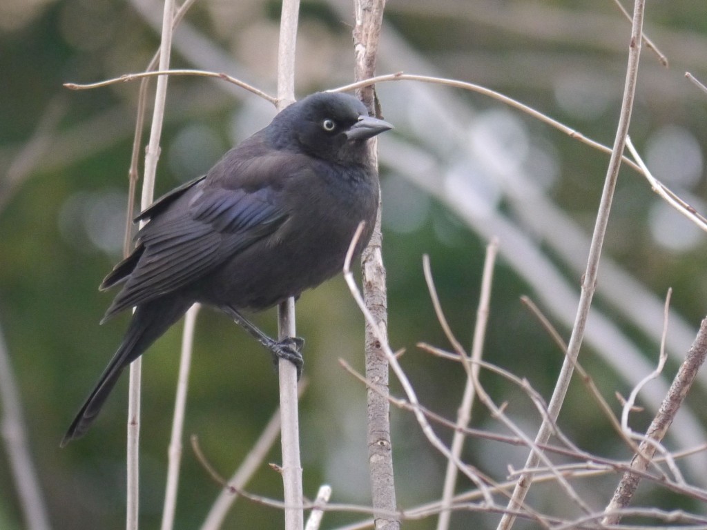 RustyBlackbirdmaleinbreedingplumage