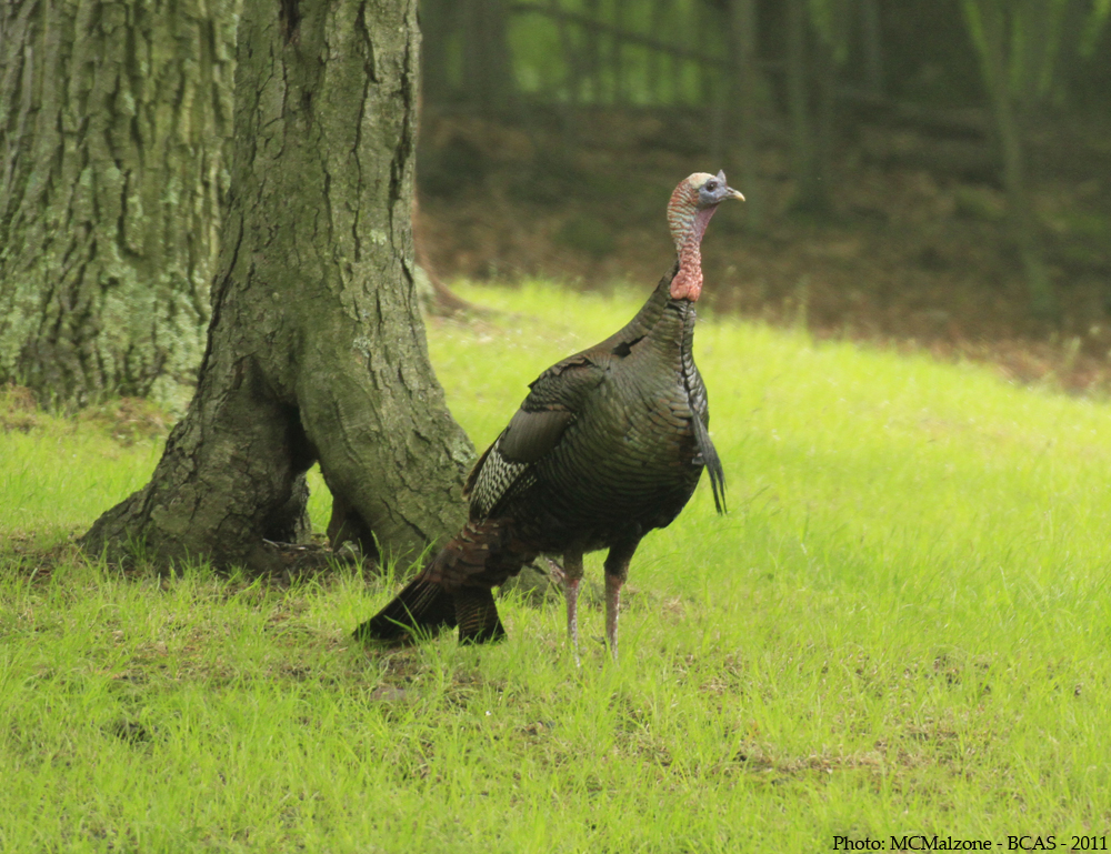 https://celeryfarm.net/wp-content/uploads/2025/09/Turkey9931.jpg
