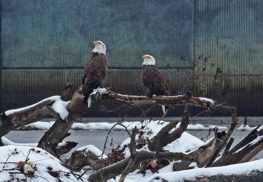 eagles-passaic-river