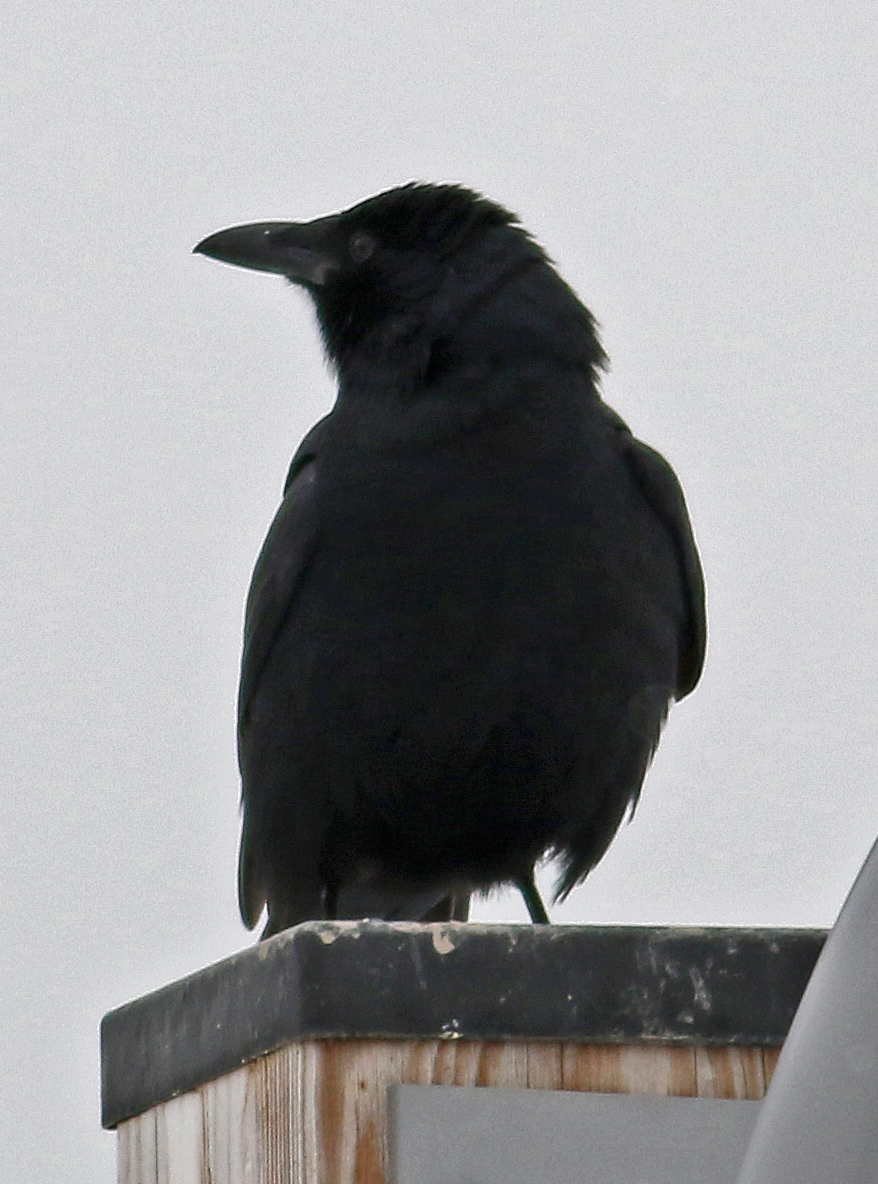 https://celeryfarm.net/wp-content/uploads/2025/09/fish-crow-takacs.jpg