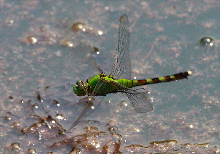 Green_dragonfly