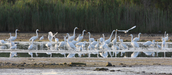 Harrier_egrets