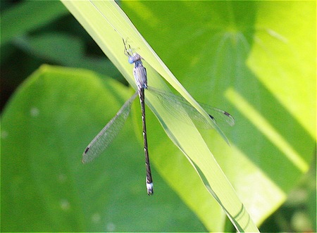 Hm_damselfly