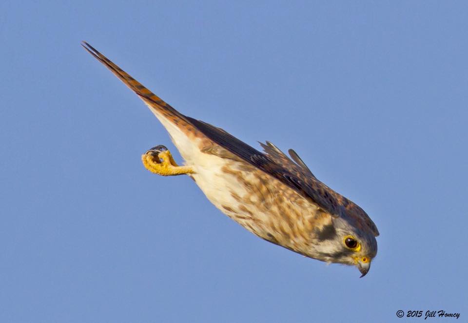 kestrel jill 2