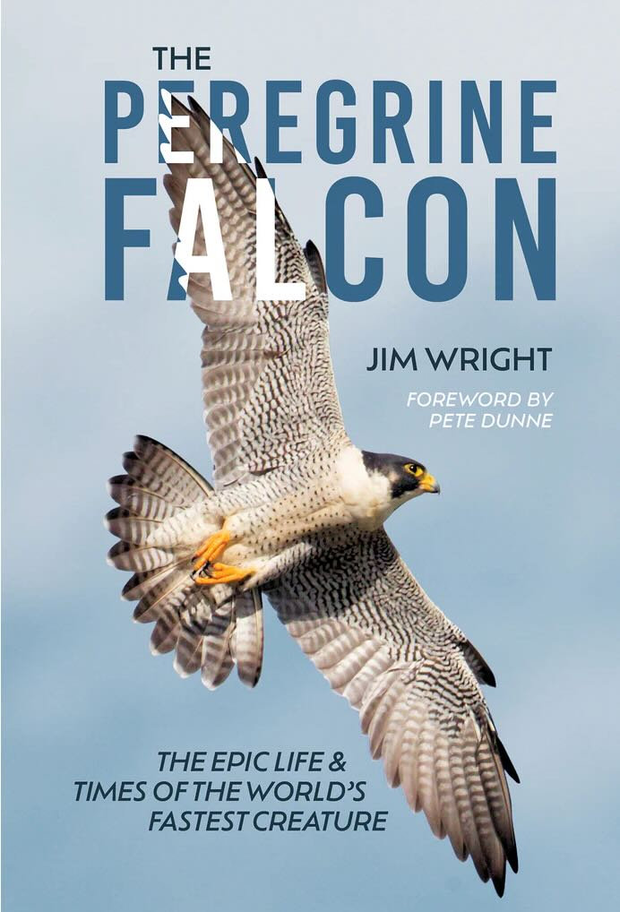 This image has an empty alt attribute; its file name is PEREGRINE-FALCON-WRIGHT-cover.webp