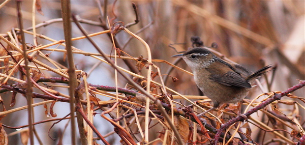 Marsh wren