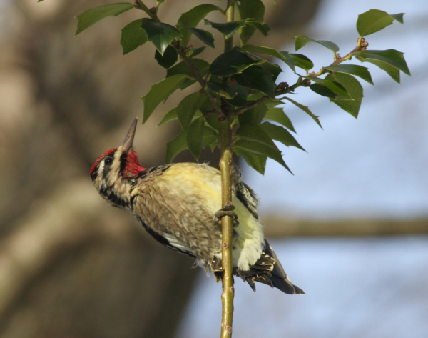 YB Sapsucker IMG_9837 (1)
