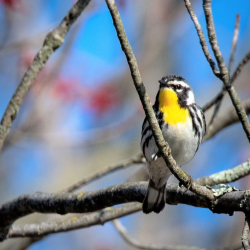 Lmipmblhhdipnbja (1)