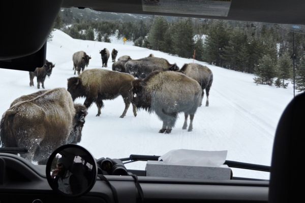Bison on road