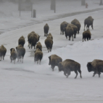 Bison at Hot Springs resort