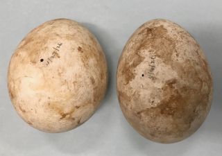 Bond Harpy eagle eggs mage0(9)